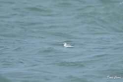 Photographed at Jaonneuse [JAO]. on 4/11/2023. Photo: &copy; Dave Carre