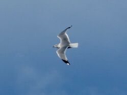 Photographed at Perelle [PER]. on 5/11/2023. Photo: &copy; Wayne Turner