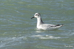 Photographed at Jaonneuse [JAO]. on 6/11/2023. Photo: &copy; Dave Carre