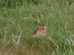 Photographed at Pleinmont. on 7/11/2022. Photo: &copy; Wayne Turner