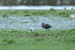 Photographed at Barras Lane [BAR]. on 7/11/2023. Photo: &copy; Dave Carre