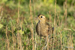 Photographed at Pleinmont [PLE]. on 13/11/2023. Photo: &copy; Dave Carre