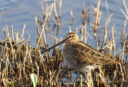 Photographed at Select location. on 17/11/2021. Photo: &copy; Julie Davis