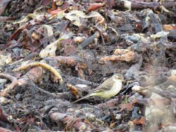 Photographed at Shingle Bank. on 3/12/2023. Photo: &copy; Tony Bisson