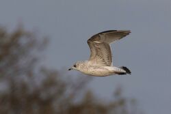 Photographed at Rue des Hougues, STA [H04]. on 6/12/2023. Photo: &copy; Rod Ferbrache