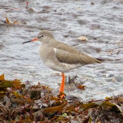 Photographed at Perelle. on 16/12/2023. Photo: &copy; Wayne Turner