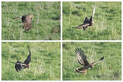 Photographed at Pleinmont. on 16/12/2023. Photo: &copy;  Rockdweller