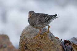 Photographed at Jaonneuse [JAO]. on 18/12/2023. Photo: &copy; Christopher Wilkinson