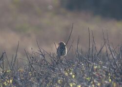 Photographed at Pleinmont. on 12/9/2022. Photo: &copy;  Duerden Cormack