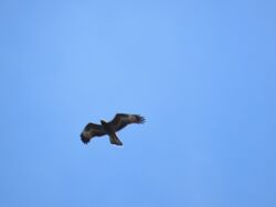 Photographed at Pleinmont. on 29/8/2022. Photo: &copy;  Duerden Cormack