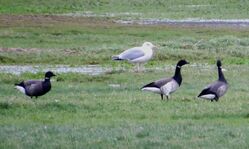 Photographed at Colin Best NR. on 1/1/2024. Photo: &copy; Wayne Turner