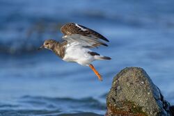 Photographed at Jaonneuse [JAO]. on 15/12/2023. Photo: &copy; Kim Wilkinson