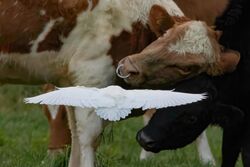 Photographed at Les Prevosts Road. on 11/1/2024. Photo: &copy; Rod Ferbrache