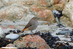 Photographed at Pleinmont [PLE]. on 16/1/2024. Photo: &copy; Kim Wilkinson