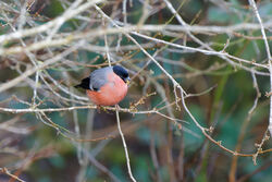 Photographed at Reservoir. on 30/1/2024. Photo: &copy; Kim Wilkinson