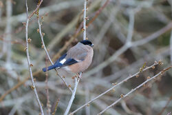 Photographed at Reservoir. on 30/1/2024. Photo: &copy; Kim Wilkinson