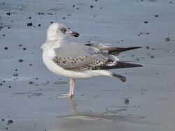 Photographed at Perelle. on 31/1/2024. Photo: &copy; Wayne Turner