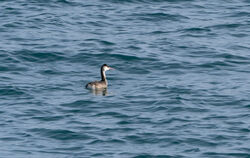 Photographed at Pembroke. on 1/2/2024. Photo: &copy; Julie Davis