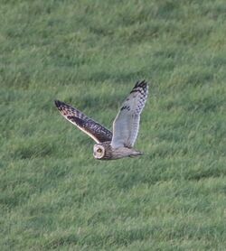 Photographed at Prevote [PRV]. on 1/2/2024. Photo: &copy; Carl  Crowson