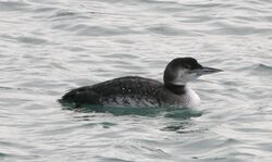 Photographed at St Peter Port [SPP]. on 16/1/2024. Photo: &copy; Carl  Crowson
