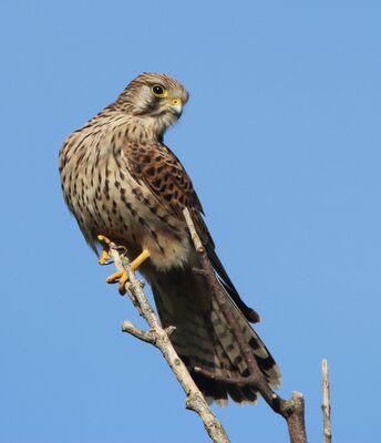 Photographed at Bordeaux [BOR]. on 8/2/2024. Photo: &copy; Carl  Crowson