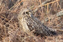 Photographed at L'Ancresse. on 22/2/2024. Photo: &copy; Dave Carre