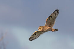 Photographed at undisclosed. on 3/3/2024. Photo: &copy; Rod Ferbrache