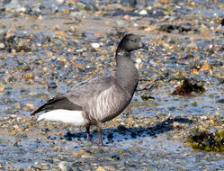 Photographed at Bordeaux. on 7/3/2024. Photo: &copy; Julie Davis