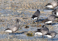 Photographed at Bordeaux. on 7/3/2024. Photo: &copy; Julie Davis