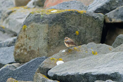 Photographed at Jaonneuse. on 10/3/2024. Photo: &copy; Kim Wilkinson