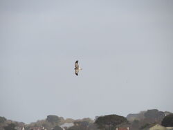 Photographed at Pleinmont [PLE]. on 24/11/2023. Photo: &copy; Mark Guppy