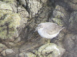 Photographed at Rocquaine [ROC]. on 17/11/2023. Photo: &copy; Mark Guppy