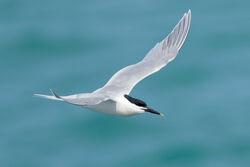Photographed at Fort Doyle [DOY]. on 6/4/2024. Photo: &copy; Christopher Wilkinson
