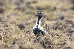 Photographed at Pleinmont. on 10/4/2024. Photo: &copy; Dave Carre