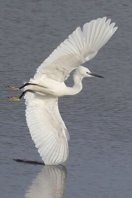 Photographed at Vale Pond. on 5/4/2024. Photo: &copy; Rod Ferbrache
