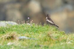 Photographed at Fort Doyle. on 12/4/2024. Photo: &copy; Kim Wilkinson