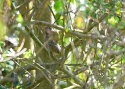 Photographed at Rue de la Corbiere. on 12/4/2024. Photo: &copy; Henry Rowe