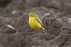 Photographed at Pleinmont [PLE]. on 12/4/2024. Photo: &copy; Christopher Wilkinson