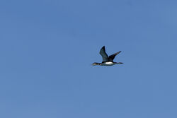 Photographed at Fort Doyle. on 13/4/2024. Photo: &copy; Kim Wilkinson