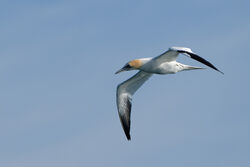 Photographed at Fort Doyle. on 13/4/2024. Photo: &copy; Kim Wilkinson