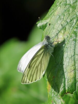 Photographed at Fort Hommet. on 13/4/2024. Photo: &copy; Wayne Turner