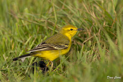 Photographed at Pleinmont. on 13/4/2024. Photo: &copy; Dave Carre