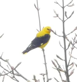 Photographed at Rue des Hougues, CAT [HO3]. on 14/4/2024. Photo: &copy; Cindy Loaring