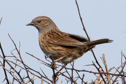Photographed at Pleinmont [PLE]. on 14/4/2024. Photo: &copy; Tim Maclure