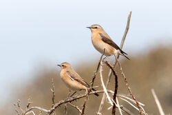 Photographed at Pleinmont. on 14/4/2024. Photo: &copy; Tim Maclure