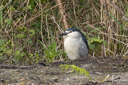 Photographed at Fauxquets Valley. on 15/4/2024. Photo: &copy; Dave Carre