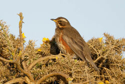 Photographed at Pleinmont [PLE]. on 18/4/2024. Photo: &copy; Christopher Wilkinson