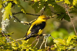 Photographed at Fauxquets Valley. on 24/4/2024. Photo: &copy; Dave Carre