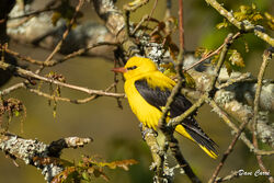 Photographed at Fauxquets Valley. on 24/4/2024. Photo: &copy; Dave Carre