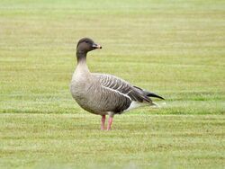 Photographed at Grande Mare. on 26/4/2024. Photo: &copy; Wayne Turner